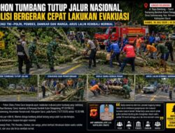 Pohon Tumbang Blokir Jalur Nasional, Evakuasi Tuntas 30 Menit