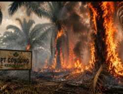 Api Mengamuk di Cikelet, 15 Hektare Lahan Sawit PT Condong Garut Hangus Terbakar